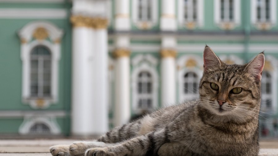 В Петербурге подвели итоги премии «Котокультурная столица»