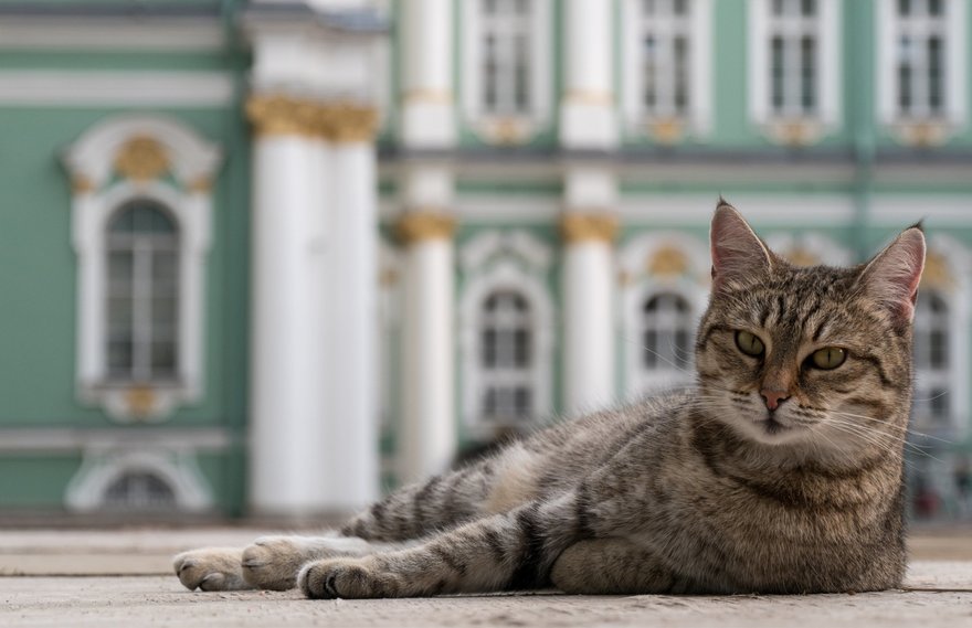 В Петербурге подвели итоги премии «Котокультурная столица»