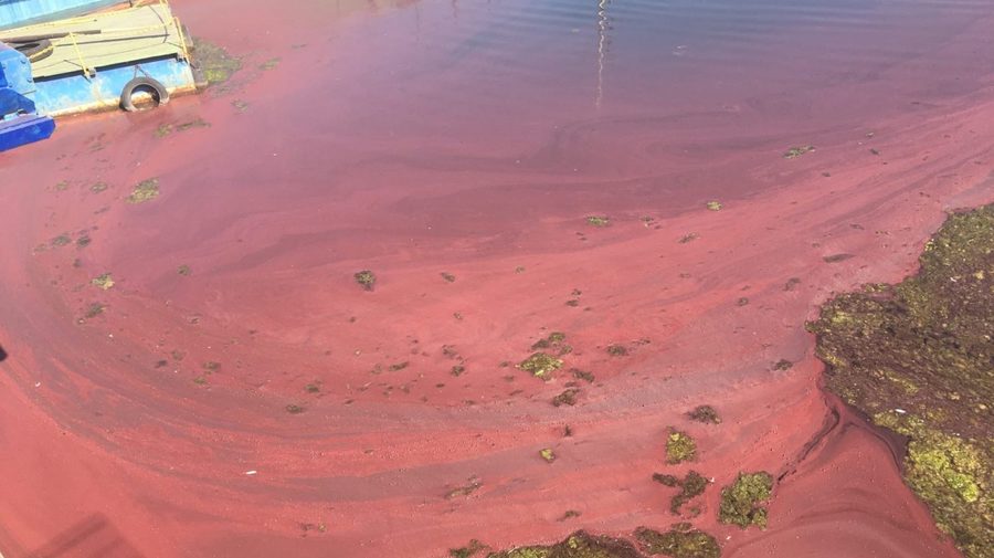 Вода в Финском заливе стала розовой