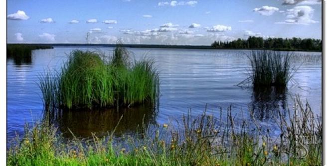  Государственный природный заказник «Сестрорецкое болото» 