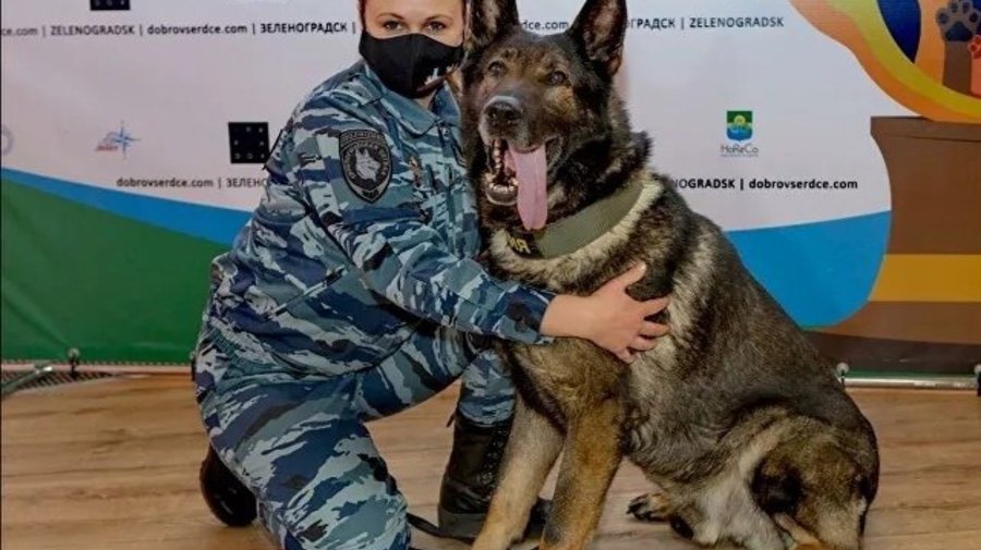 Петербургского пса наградили в Италии за спасение девочки от насильника