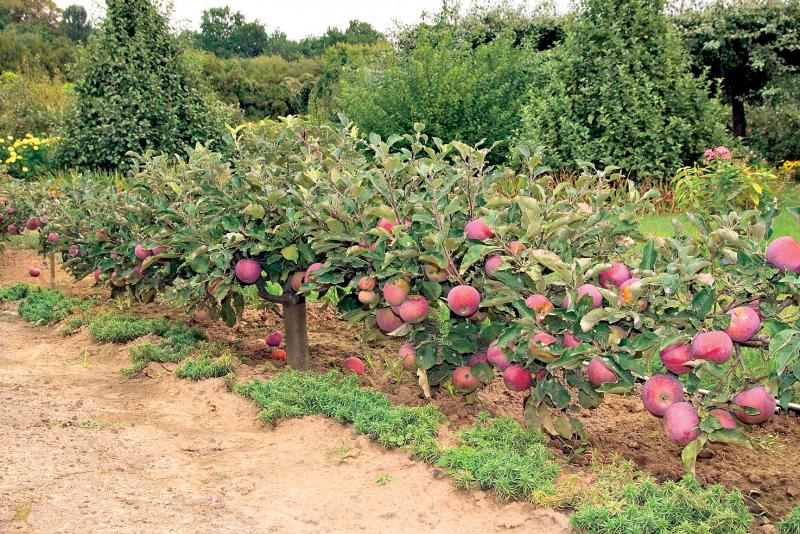 В честь Яблочного спаса посетителей парка «Монрепо» в Выборге  будут угощать яблоками