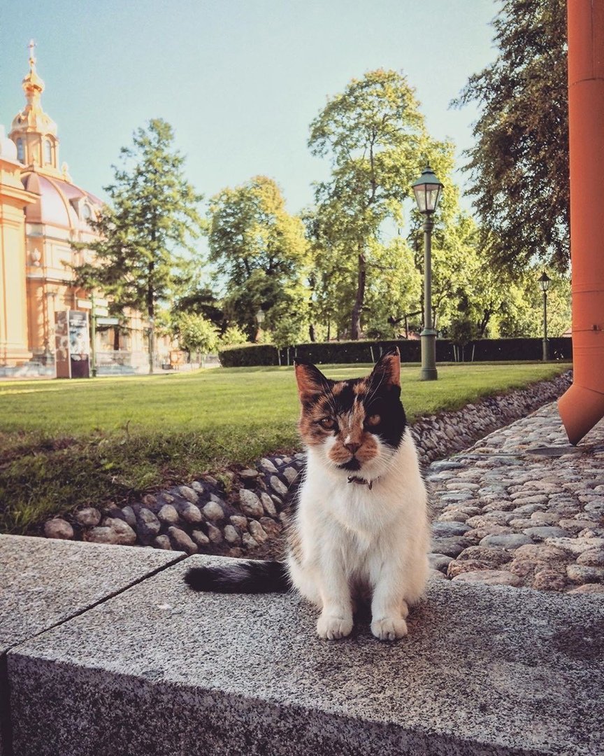 Скончалась Капиталина — главная кошка Петропавловской крепости