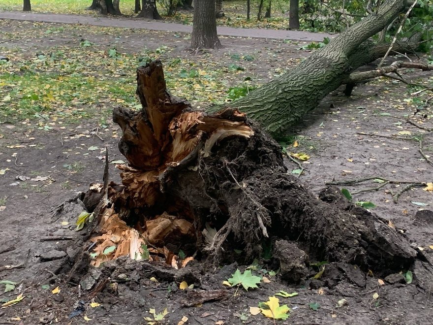 Сломанные деревья, подтопленные набережные: Петербург оправляется после шторма