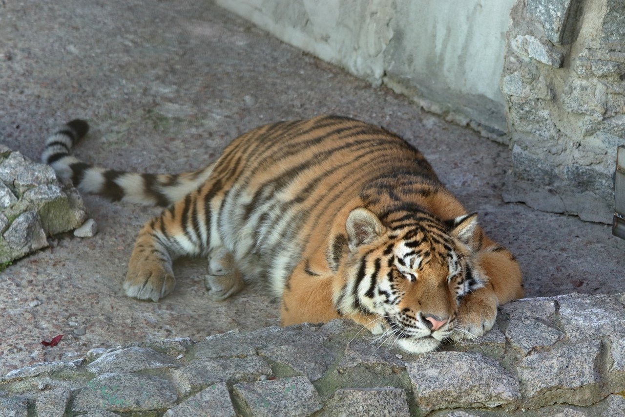 Тигрицу Виолу привезли в Ленинградский зоопарк