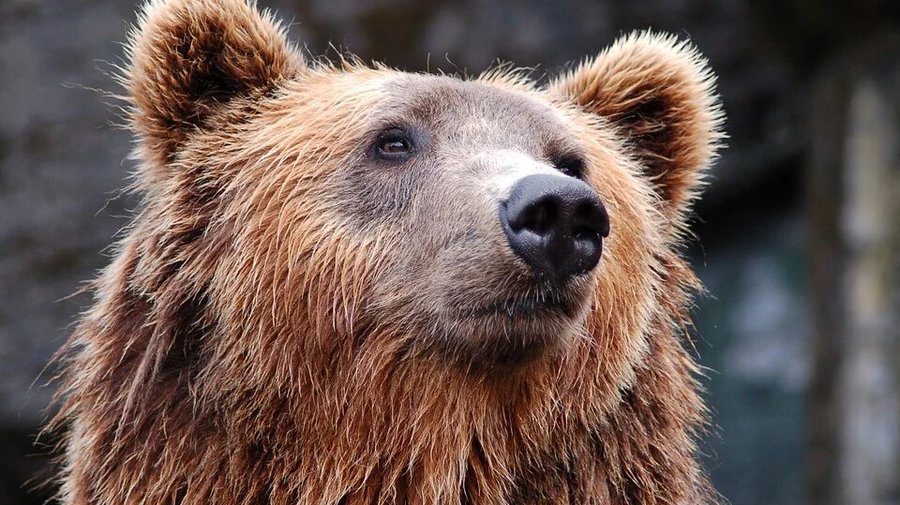 Новоприбывшую молодую медведицу показали в центре «Велес»