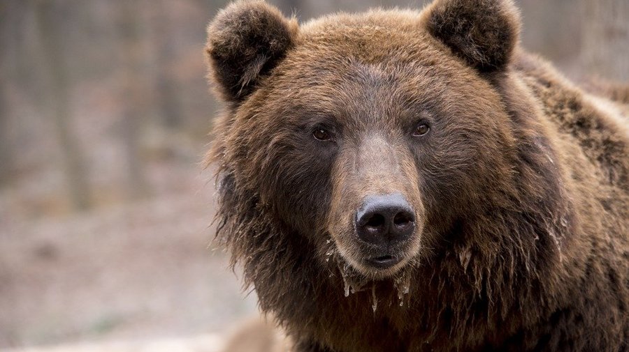 Жители деревни в Ленобласти пожаловались на нашествие медведей