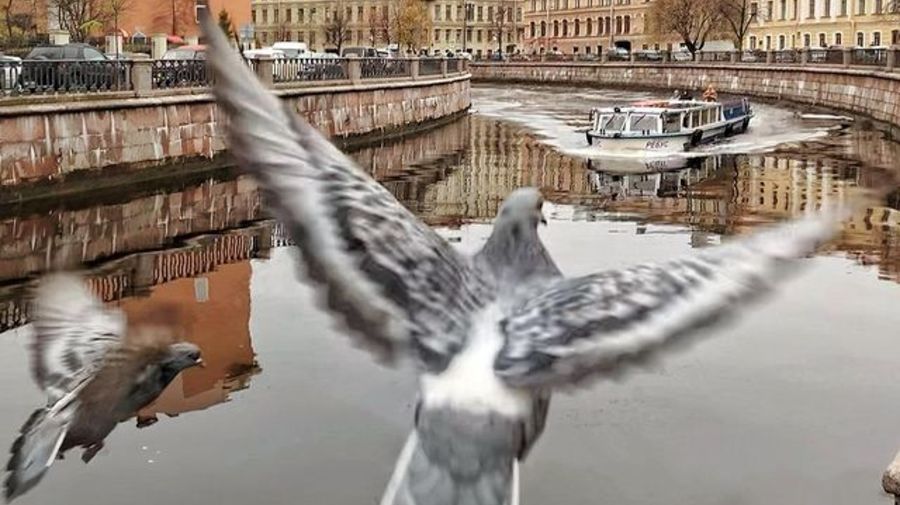 Около нуля: в Петербурге 9 ноября будет холодно