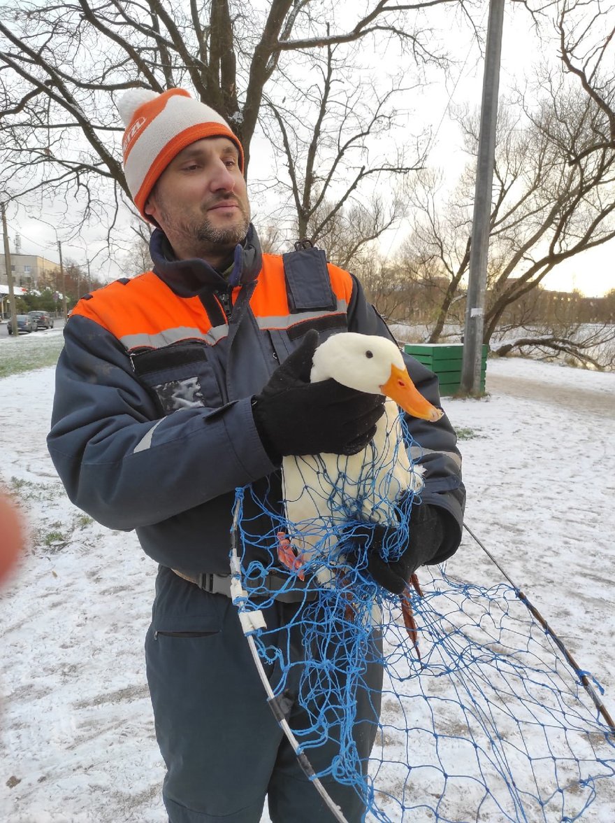 Волонтёры «Кошкиспас» в Петербурге начали спасать замёрзших уток