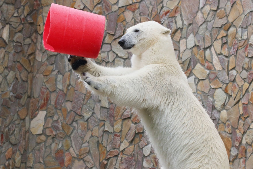 Ленинградский зоопарк подготовил специальную программу ко дню рождения белой медведицы