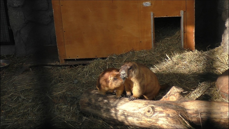 Зима надолго: в Ленинградском зоопарке сурки впали в спячку