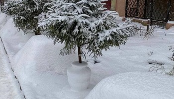 Снежные скульптуры и вазоны для ёлок: как жители Петербурга и Ленобласти украшают дворы 
