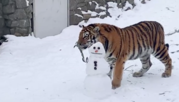 Для тигрицы Виолы в Ленинградском зоопарке слепили снеговика