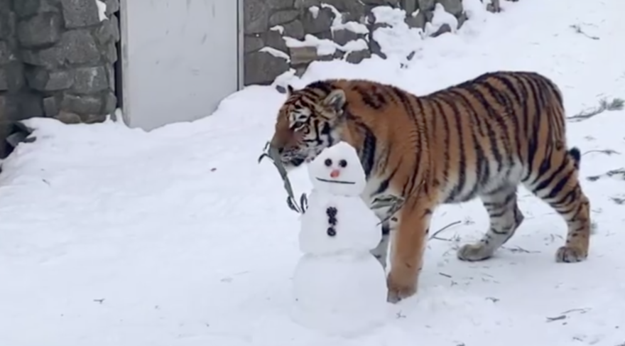 Для тигрицы Виолы в Ленинградском зоопарке слепили снеговика