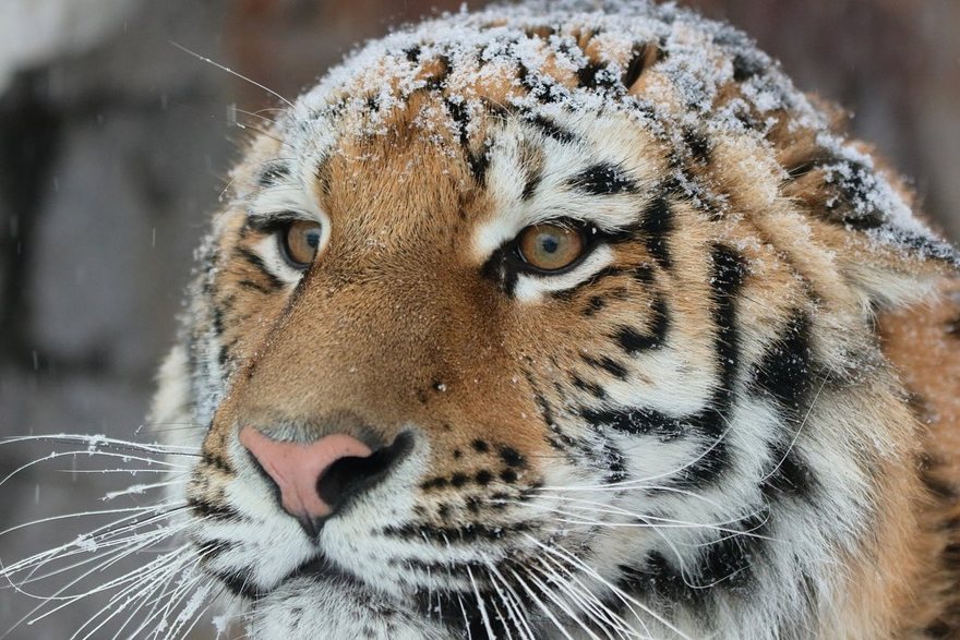 Тигрица из Ленинградского зоопарка получила первый новогодний подарок