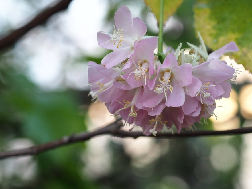 Ботанический сад зацвела. Домбея. Dombeya Weiss (Домбея). Домбея бургессия. Dombeya Tropical Hydrangea.