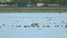 Двух лисиц заметили на льду Невы в центре Петербурга