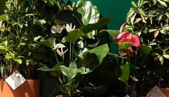 Рестораны, в которых даже зимой царит летняя атмосфера