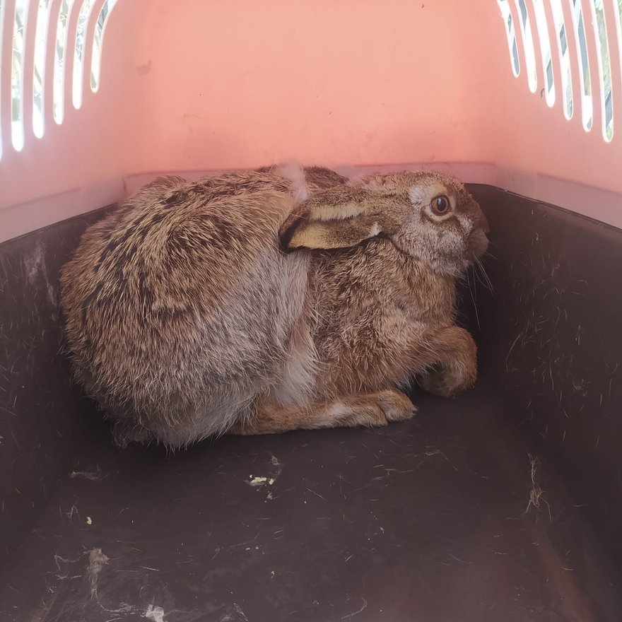 Зайца из Летнего сада поймали и отправили в лес