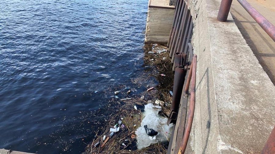В Петербурге продолжился нерпоквест: горожан просят сообщать о нерпятах в Неве