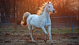 Романтическая прогулка на лошадях в Ленобласти со скидкой 60%