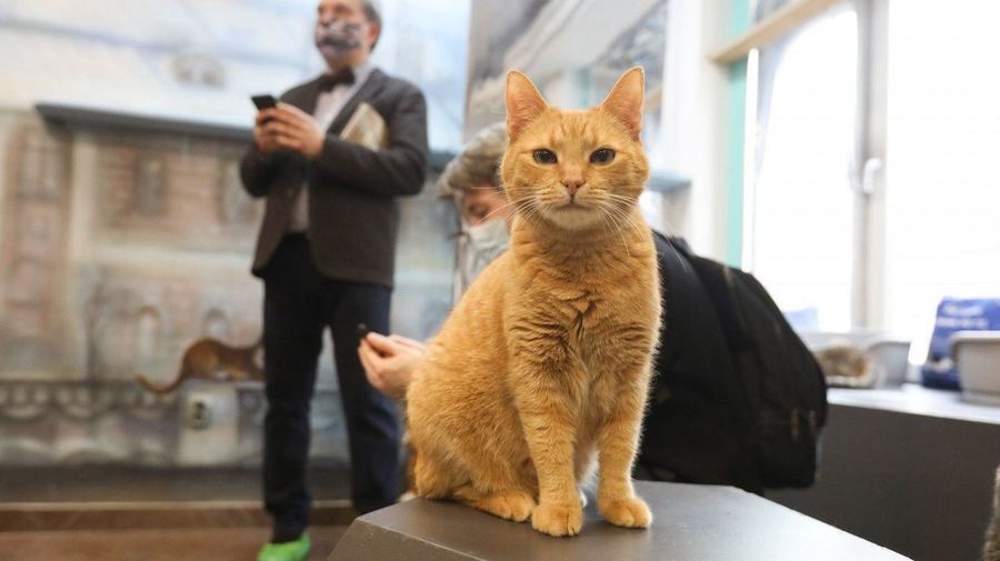 Кот-почтальон доставил первое письмо