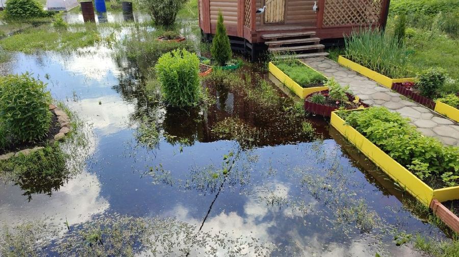 Бобры из Ленобласти затопили три садоводства