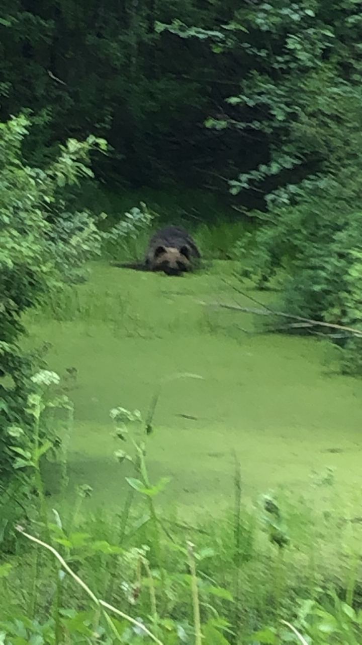 Медведь из Ленобласти превратил болото в спа-салон