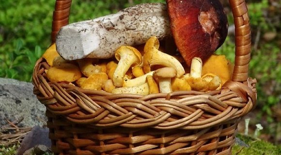 В лесах Ленобласти начался сезон лисичек и ягод