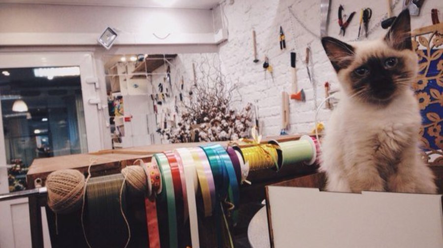 Flower Shop Cats 