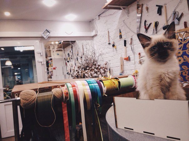 Flower Shop Cats