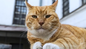 Филимон из Выборгского замка обошёл эрмитажного Сигизмунда в рейтинге самых популярных котов