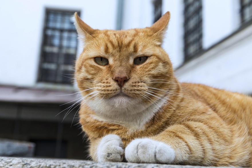 Филимон из Выборгского замка обошёл эрмитажного Сигизмунда в рейтинге самых популярных котов