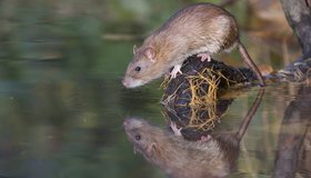 Биолог рассказал, как серые крысы в Петербурге победили чёрных