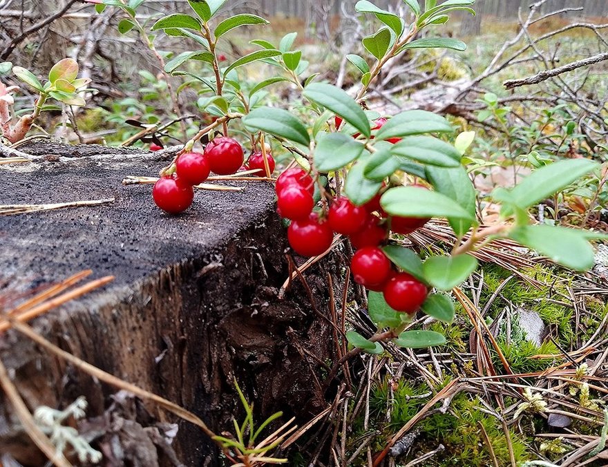 Грибники рассказали о небывалом урожае брусники в лесах Ленинградской области 