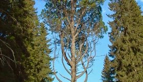 230-летняя сосна из парка Монрепо поборется за звание главного дерева России