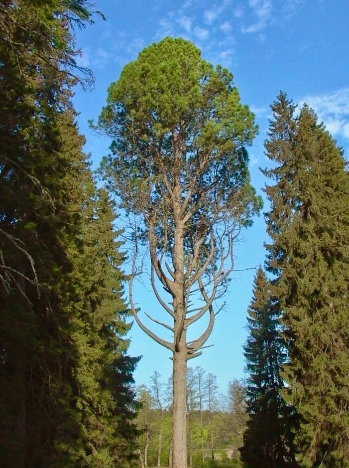230-летняя сосна из парка Монрепо поборется за звание главного дерева России