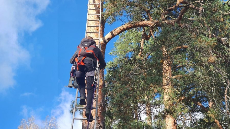 В Монрепо спасли кота, который два дня просидел на дереве