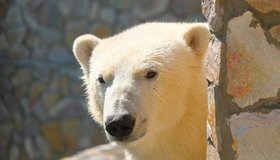 Белая медведица Хаарчаана из Ленинградского зоопарка отпразднует шестилетие