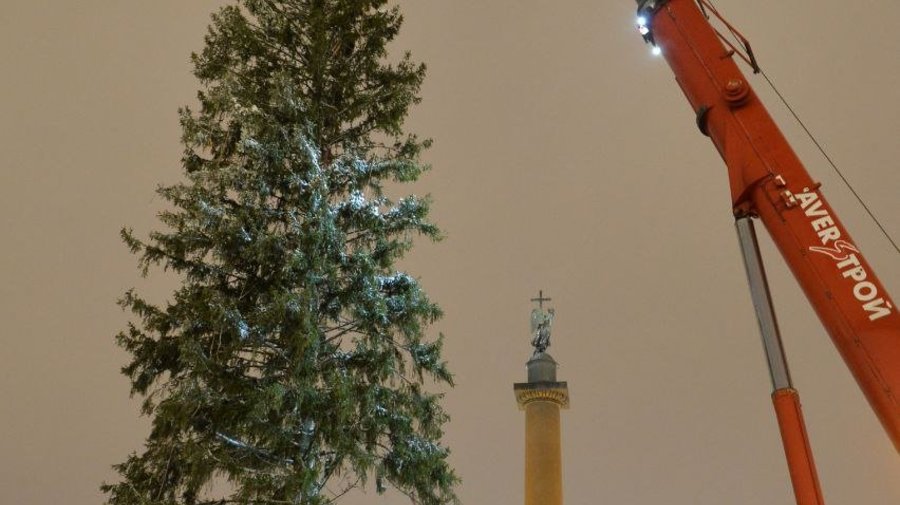 Главную новогоднюю ёлку Петербурга привезли на Дворцовую площадь