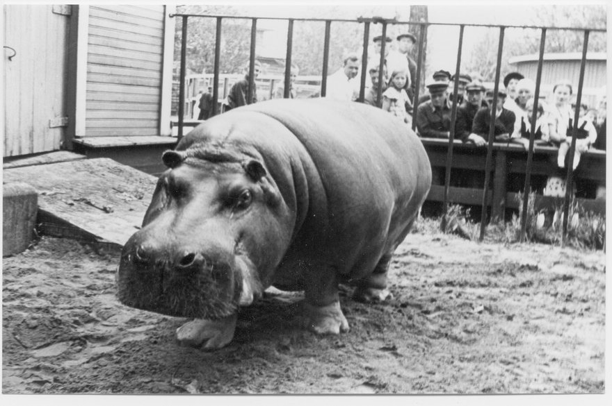 Программа «Зоосад в годы блокады» в Ленинградском зоопарке