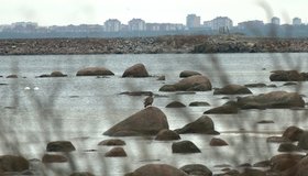 Тёплый январь в Ленинградской области поспособствовал успешной охоте орлана-белохвоста