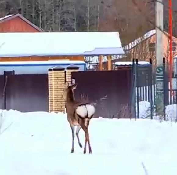 В Гатчинском районе объявился благородный олень