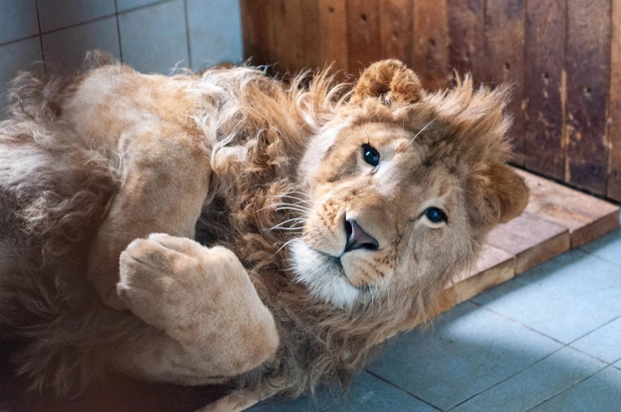 Спящие львы. Велес центр реабилитации диких животных. Лев с больной рукой. Лев с больной рукой. Лев с больной рукой.