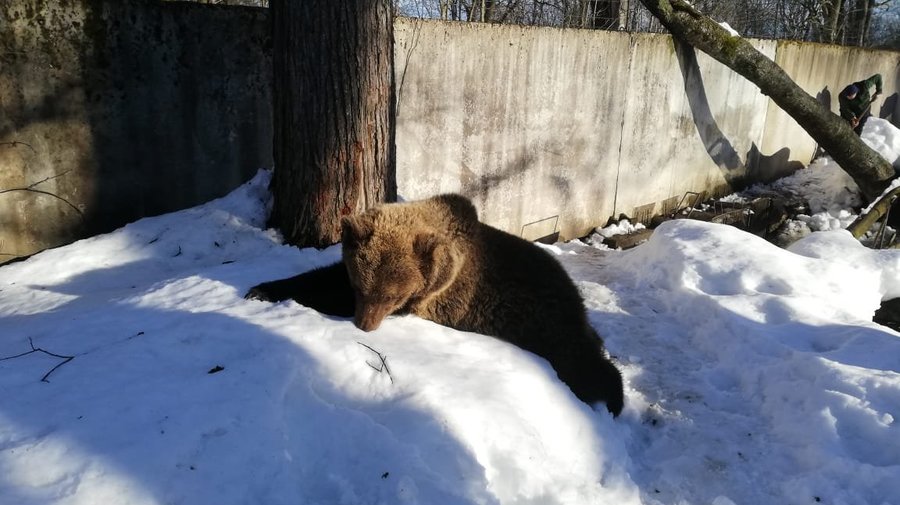 В Ленинградской области начали просыпаться медведи