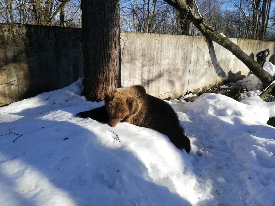 В Ленинградской области начали просыпаться медведи