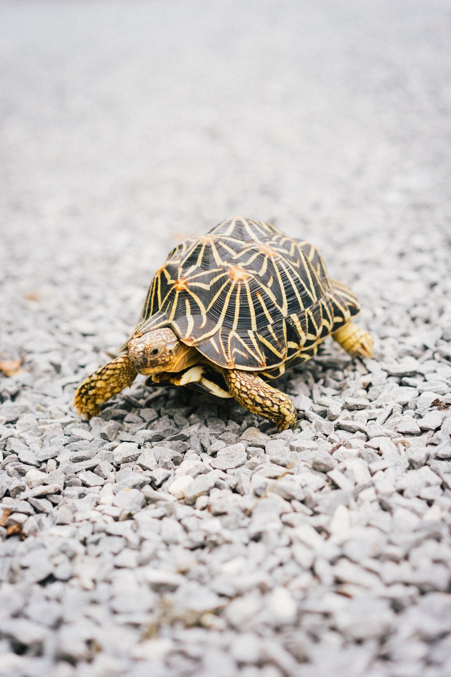 В Московском зоопарке впервые родилась лучистая черепаха