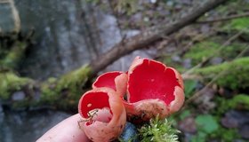 Первые весенние грибы обнаружились в Ломоносовском районе Ленобласти