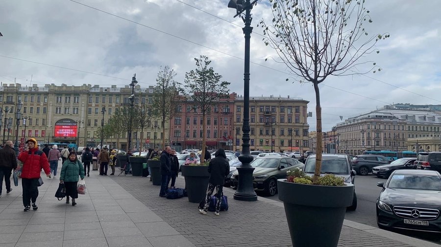 В центре Петербурга появятся большие горшки с яблонями