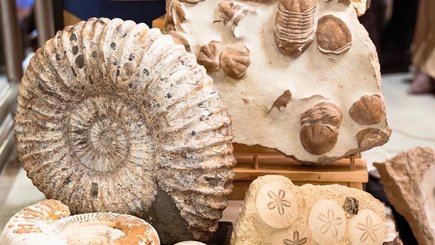 День геолога на фестивале MineralFest  — фото 16